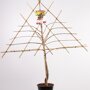 Kersenboom 'Burlat' leivorm laag (kruisbestuivend)